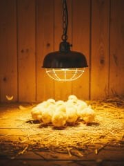 Osram Ledvance Infrared 250w E27 Şeffaf Isı Ampulü Kızılötesi Isıtıcı Lamba