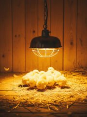 Osram Ledvance Infrared 250w E27 Şeffaf Isı Ampulü Kızılötesi Isıtıcı Lamba