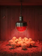 Alia Luce 150w E27 Kırmızı Isı Ampulü Kızılötesi Isıtıcı Lamba