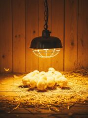 Şavk Infrared 250w E27 R125 Şeffaf Isı Ampulü Kızılötesi Isıtıcı Lamba